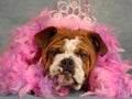 Spoiled dog Royalty Free Stock Photo