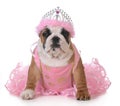 Spoiled dog Royalty Free Stock Photo