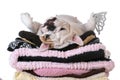 Spoiled dog Royalty Free Stock Photo