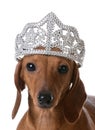 Spoiled dog Royalty Free Stock Photo