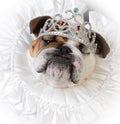 spoiled female dog Royalty Free Stock Photo