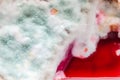 Spoiled food in plastic box. Mold fungus close-up. Fluffy mold spores, texture. Moldy food Royalty Free Stock Photo