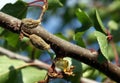 Spoiled fruit on a branch of apricot tree Royalty Free Stock Photo