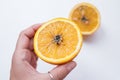 Spoiled orange. The black middle inside the fruit Royalty Free Stock Photo