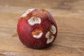 Spoiled overripe nectarine close-up, closeup covered with white mold fibers, concept of expired fruits, proper conditions and