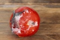 Spoiled overripe tomato close-up, closeup covered with white mold fibers, concept of expired fruits, proper conditions and shelf