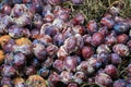 Spoiled plums Royalty Free Stock Photo
