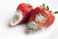 spoiled red strawberries Royalty Free Stock Photo