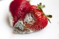 spoiled red strawberries Royalty Free Stock Photo