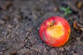 Spoiled rotten apple on the ground. Spoiled fruit after maturation. Organic food waste.