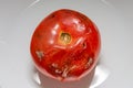 Spoiled rotten with moldy tomato on a plate Royalty Free Stock Photo