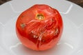 Spoiled rotten with moldy tomato on a plate Royalty Free Stock Photo