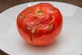 Spoiled rotten with moldy tomato on a plate Royalty Free Stock Photo