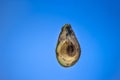 Spoiled rotten overripe avocado fruit cut in half. Close up studio shot, isolated on blue background