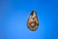 Spoiled rotten overripe avocado fruit cut in half. Close up studio shot, isolated on blue background