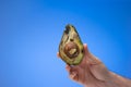 Spoiled rotten overripe avocado fruit cut in half held in hand my male. Close up studio shot, isolated on blue background