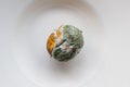 Spoiled rotting lemon fruit with mold on a white plate. Green mold on citrus fruits. White green fungus mold on yellow lemon,