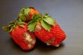 Spoiled strawberries covered in mold on the table