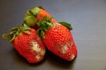 Spoiled strawberries covered in mold on the table