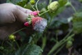 Spoiled strawberries in the garden. Woman hand hold a strawberry with mold on it