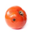 Spoiled tomato on white background Royalty Free Stock Photo