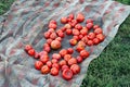 Spoiled tomatoes. Rotten tomatoes. Bad tomatoes on the ground Royalty Free Stock Photo