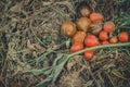 Spoiled vegetables on a compost heap in the garden. Discarded vegetables.