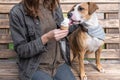 Spoiling the dog with ice cream. Young female gives vanilla ice