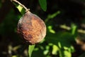 SPOILT LEMON ON A TREE WITH TOUGHENED SKIN