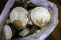 Spoilt rotten sliced Nigerian white yam to be thrown away