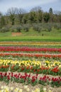 SPOLETO, ITALY - APRIL 11, 2023: View of a famous Tulipark in Spoleto: a beautiful field with colorful tulips in the spring