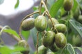 Ambarella fruit. that grows in the yard of the office with a fresh sweet sour taste