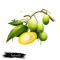 Spondias dulcis known commonly as ambarella. Equatorial or tropical tree, with fruit containing a fibrous pit. Kedondong