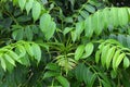 Spondias mombin plant`s leaves in nature