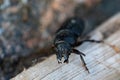 Spondylis buprestoides beetle Royalty Free Stock Photo