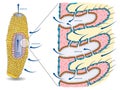 Sponge anatomy-water circulation