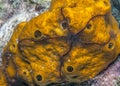 Sponge brittle star,marine ,invertebrate