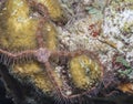 Sponge brittle star,marine ,invertebrate Royalty Free Stock Photo