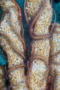 Sponge Brittle star Royalty Free Stock Photo