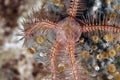 Sponge brittle star (ophiothrix suensonti) Royalty Free Stock Photo