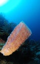 Sponge in clear blue sea Royalty Free Stock Photo