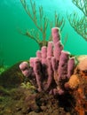 Sponge Coral Royalty Free Stock Photo