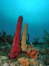 Sponge Coral Royalty Free Stock Photo