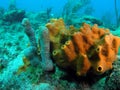 Sponge Coral Royalty Free Stock Photo