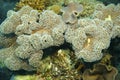 Sponge and coral reef Royalty Free Stock Photo