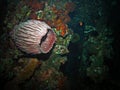 Corals in USS Liberty shipwreck