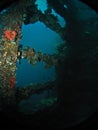 Corals in USS Liberty shipwreck