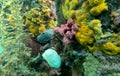 Sponge Crab hiding amongst invertebrates