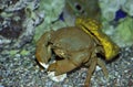 Sponge Crab with Sponge on its Back for Camouflage, Hawai P