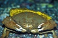 Sponge Crab wearing Hat of Sponge for Camouflage, Hawaii